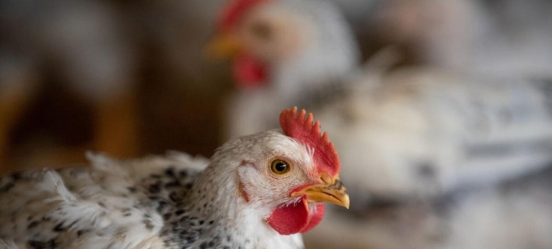 Ukrainian farmers are preparing to raise healthy chickens