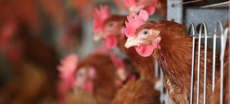 WHO experts expressed concern about the possibility of bird flu spreading among people