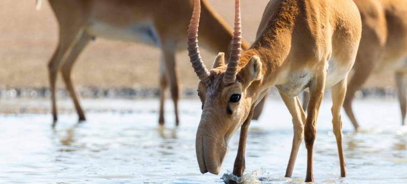 Kazakhstan: saigas were saved from extinction, but rapid population growth led to unexpected problems