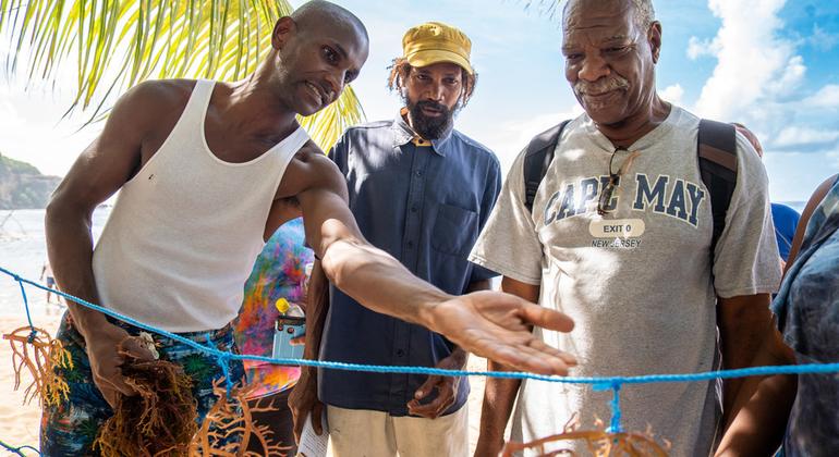 Переход на выращивание нового вида водорослей способствует росту экономики Доминики