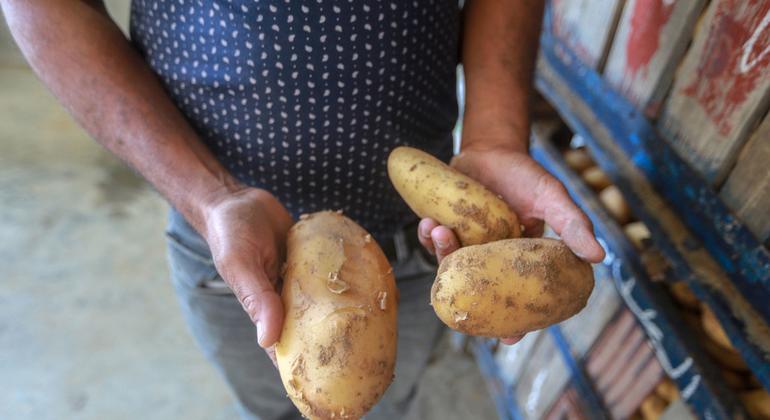 В мире впервые отмечают Международный день картофеля