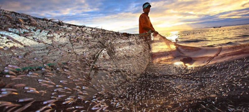 FAO: World’s fish stocks would plummet under high-emissions scenario