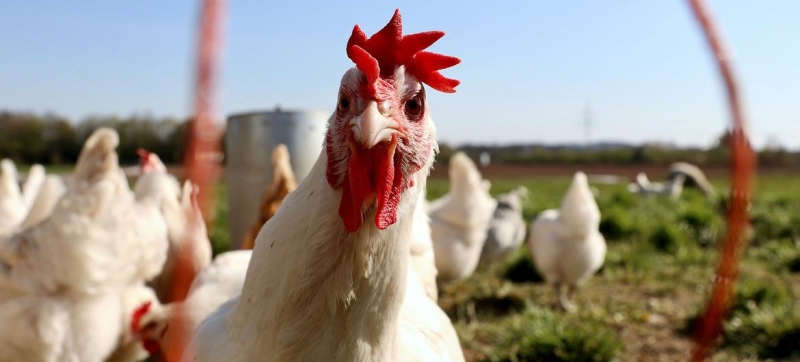 New avian influenza variants: FAO calls for immediate action to prevent pandemic