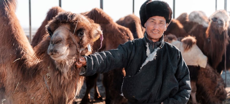 Camels and the Gobi Desert: FAO helps Mongolian farmers adapt to climate change impacts