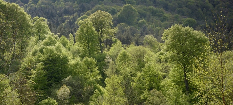 The General Assembly adopted a resolution on sustainable forest management at the initiative of Uzbekistan