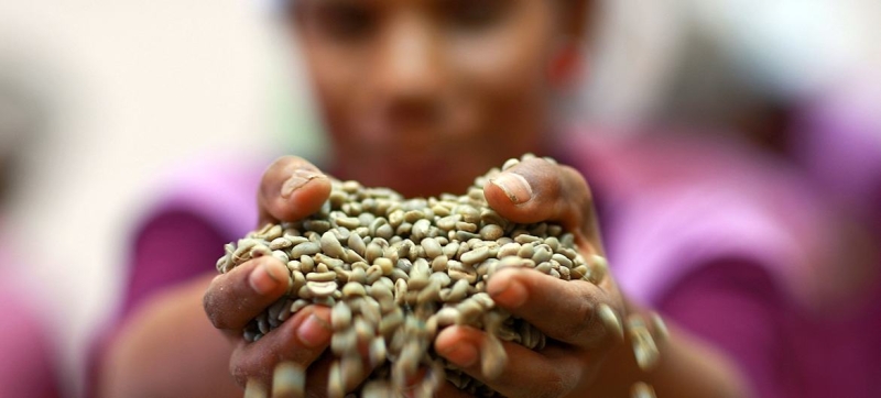 FAO: Rising prices of coffee, tea and cocoa fuel global food imports