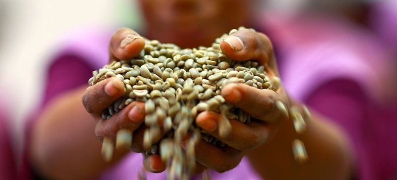 Coffee Instead of Heroin: How the UN Helps Farmers Start a Legitimate Business