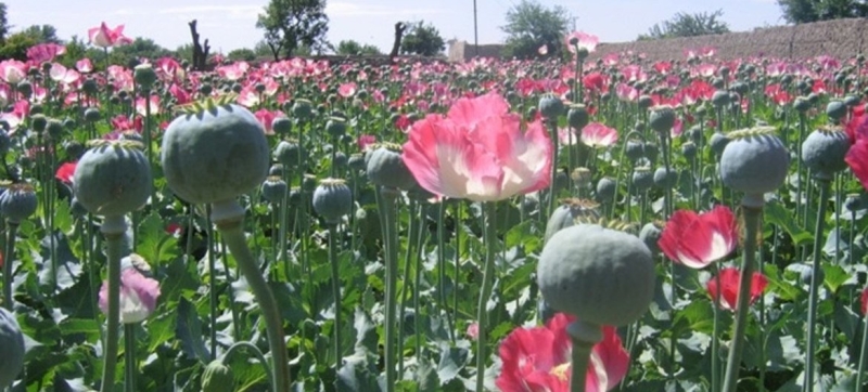 UN: Rising opium production in Afghanistan despite Taliban ban highlights farmers’ plight