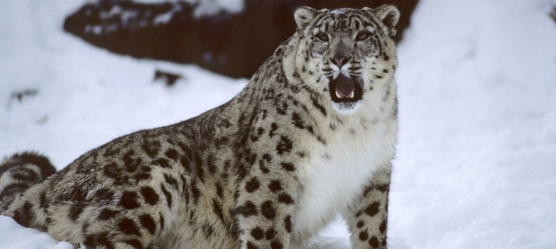 The General Assembly declared October 23 as International Snow Leopard Day