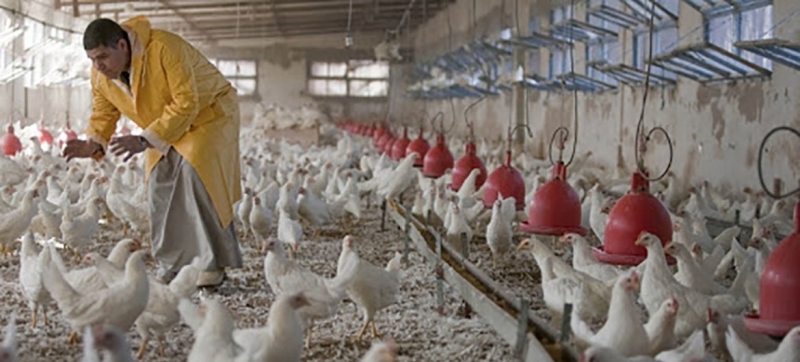 Bird flu has spread to 108 countries and territories