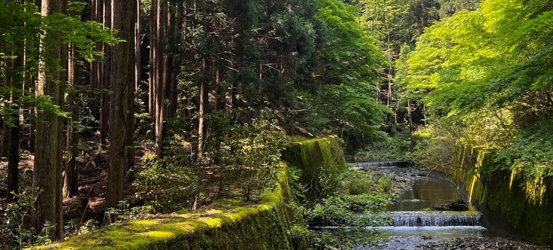 Top news of the day | Tuesday: Ukraine, Gaza, Kyrgyzstan, forests