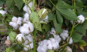 Magate helped Azerbaijan increase cotton yield