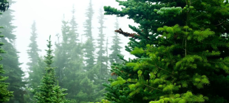 Russia maintains the world’s largest forest reserve: new FAO data on global forest resources