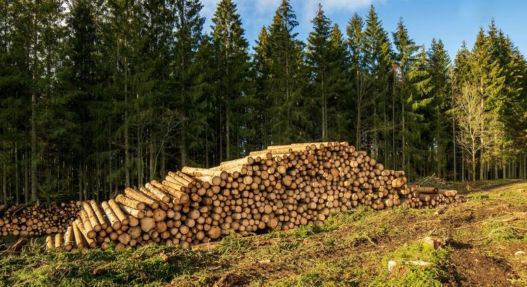 Конференция ООН по климату в Белене стартует с призыва выполнить обещания и нарастить финансирование