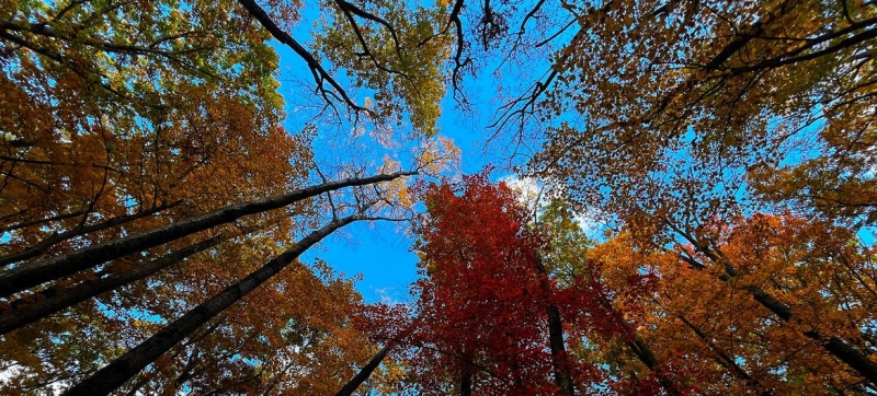 The planet’s forests are under serious threat from climate change