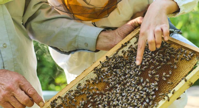 Медовые мечты в Узбекистане