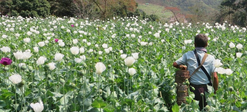 Myanmar has become the world’s largest opium producer, overtaking Afghanistan