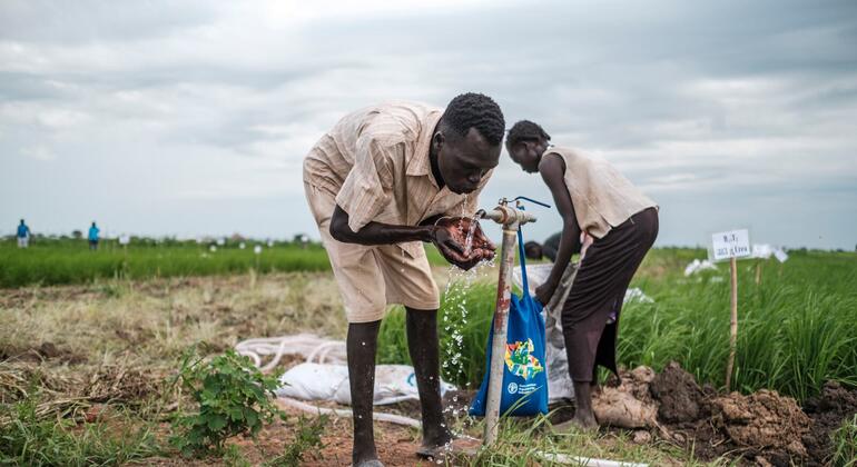 ФАО помогает адаптировать труд фермеров к условиям экстремальной жары