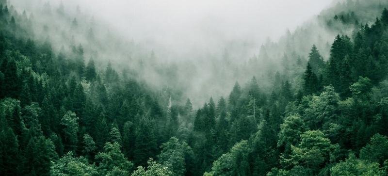 UN report: Global forest cover is declining
