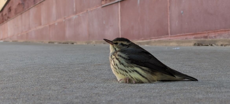 “Every bird is important”: how city residents can help protect birds