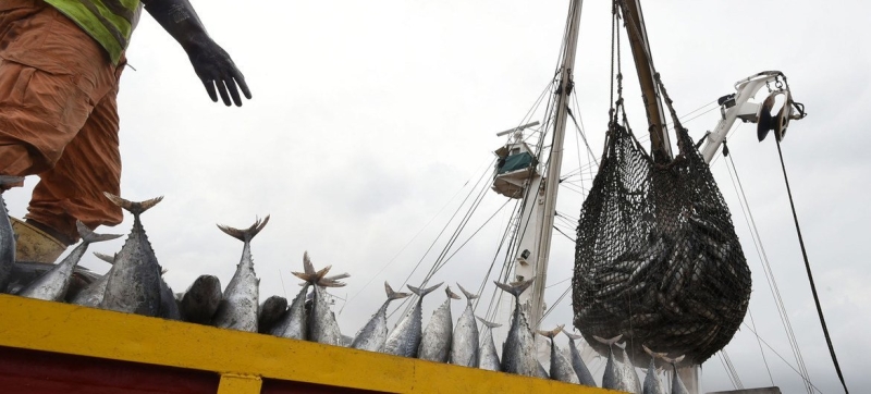 Global fish production has hit a record, but the future of the industry is threatened by climate change and overfishing
