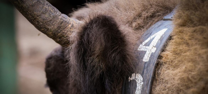 Revival of the great herbivores of the Caucasus