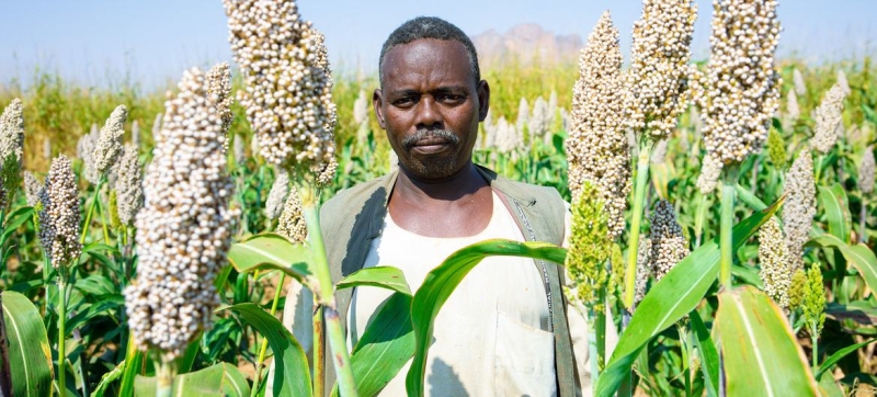 Sudan: Almost 90 percent of farmers have seen their yields decline