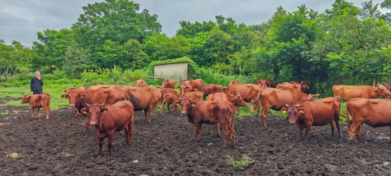 An AI system is being created in Georgia to recognize local livestock breeds
